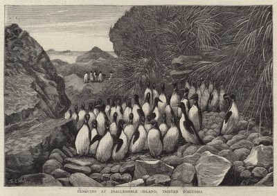 Manchots à l